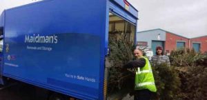 Maidmans Vehicles Being Loaded with Christmas Trees for Recycling