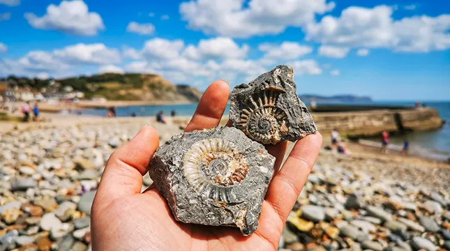 Fossils, culture and the town's identity